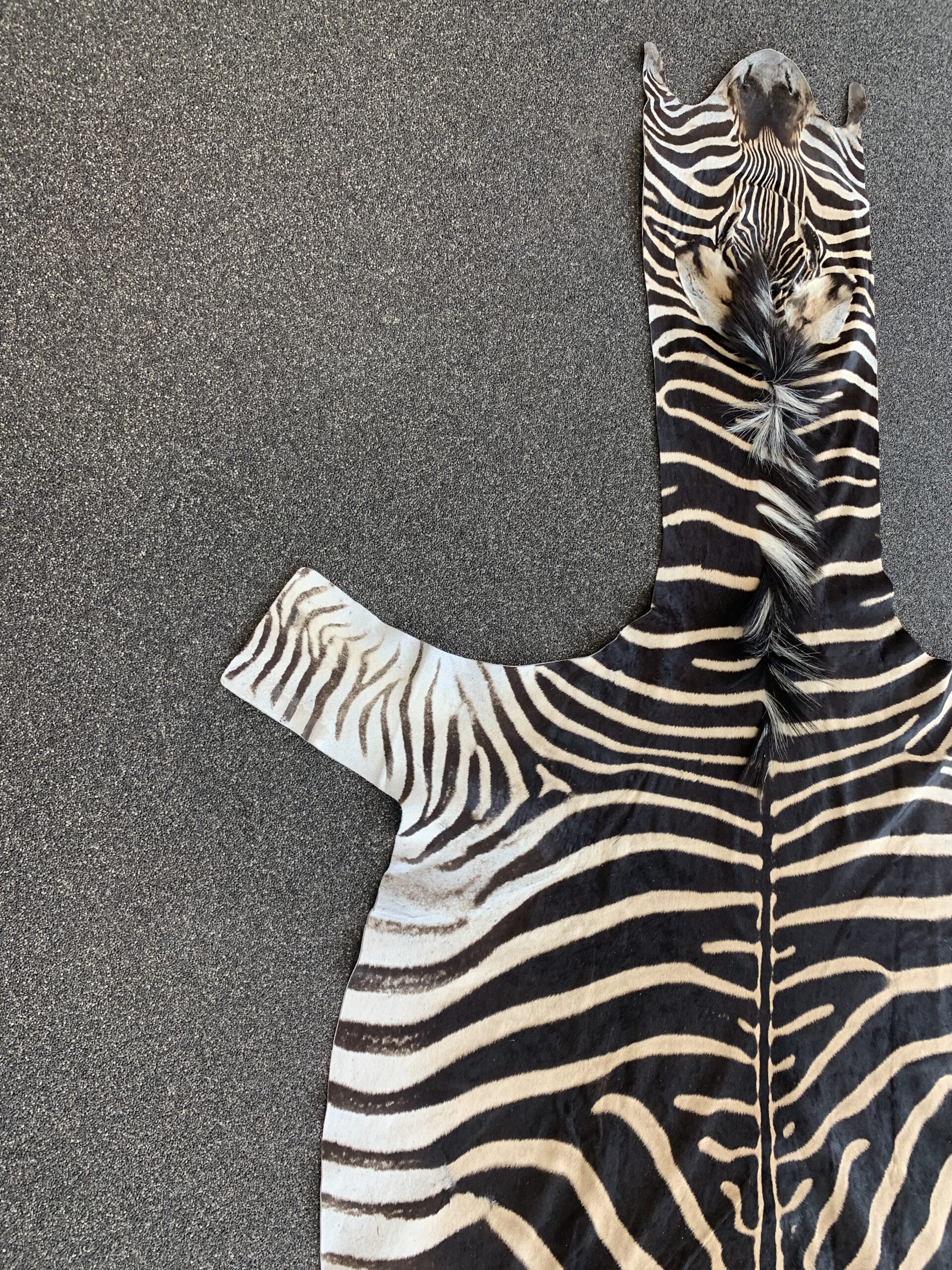 Zebra huid - Afbeelding 7