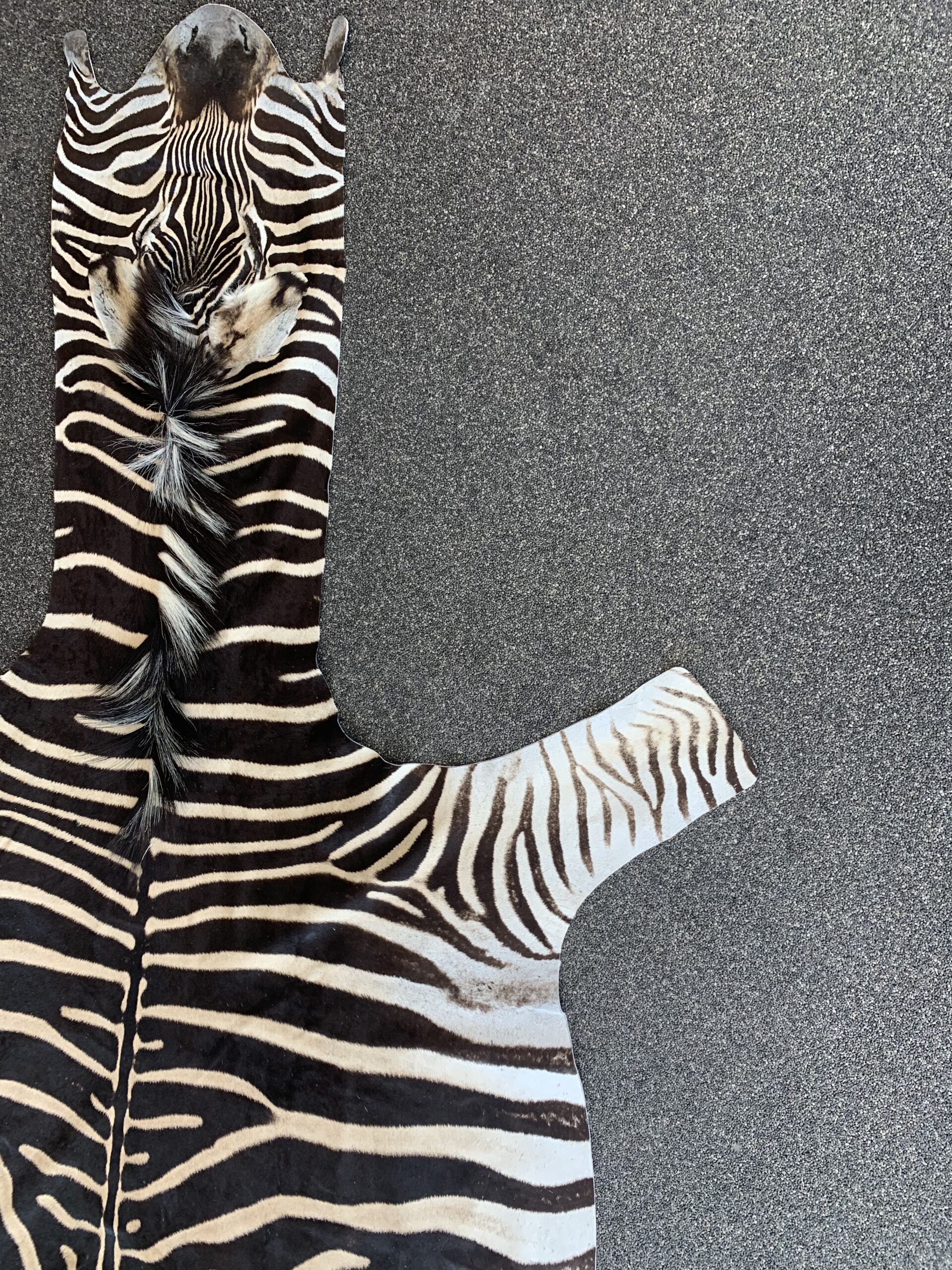 Zebra huid - Afbeelding 4