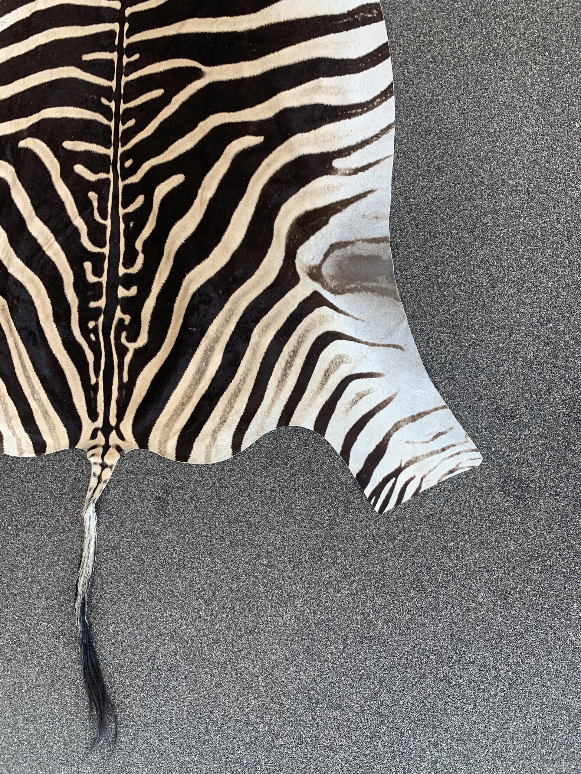 Zebra huid - Afbeelding 5