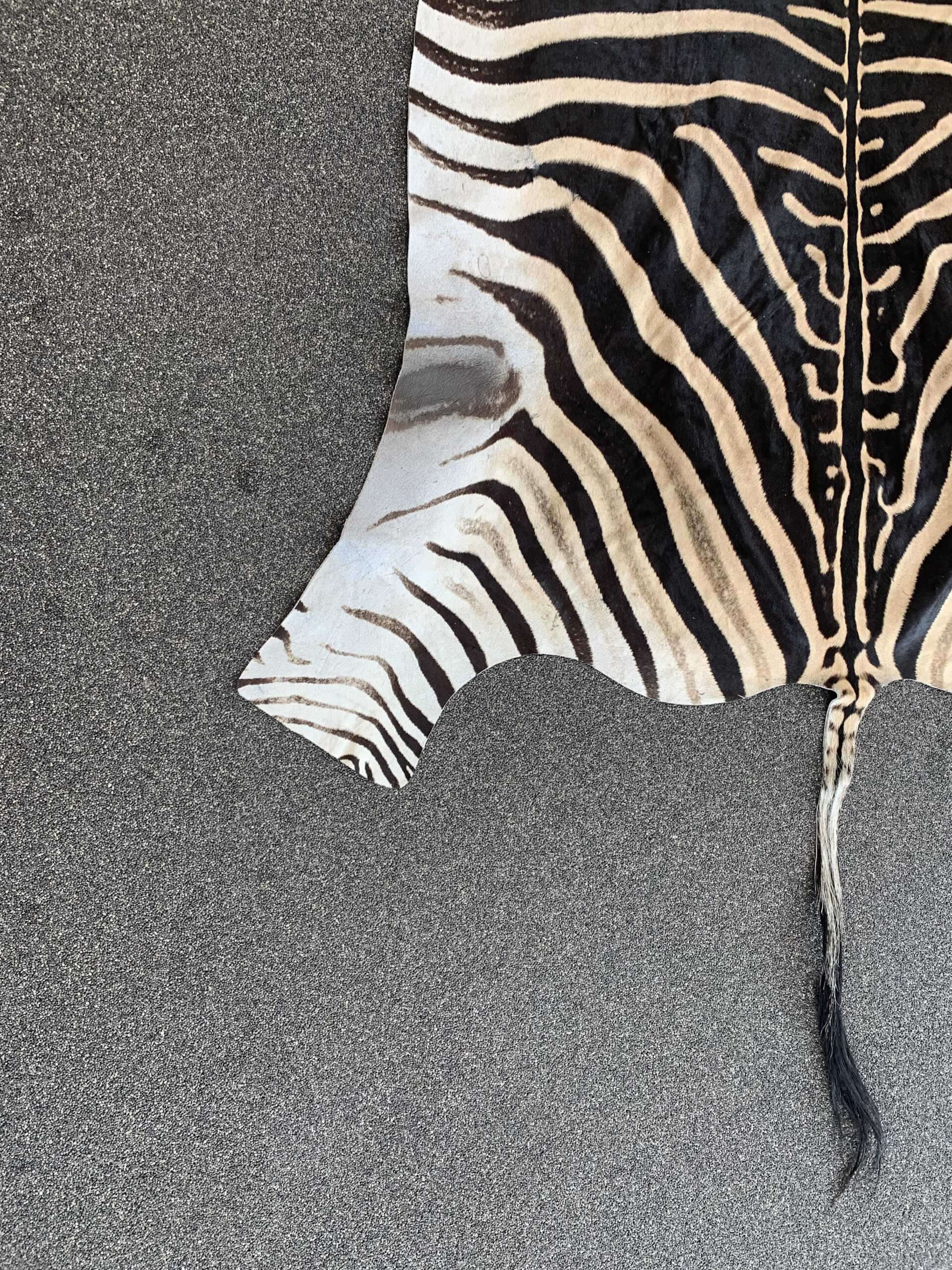 Zebra huid - Afbeelding 6