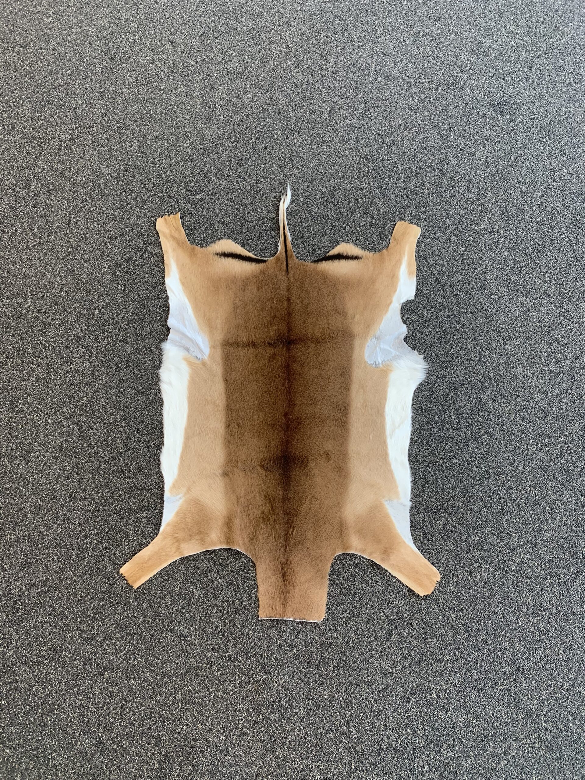 Impala huid - Afbeelding 2