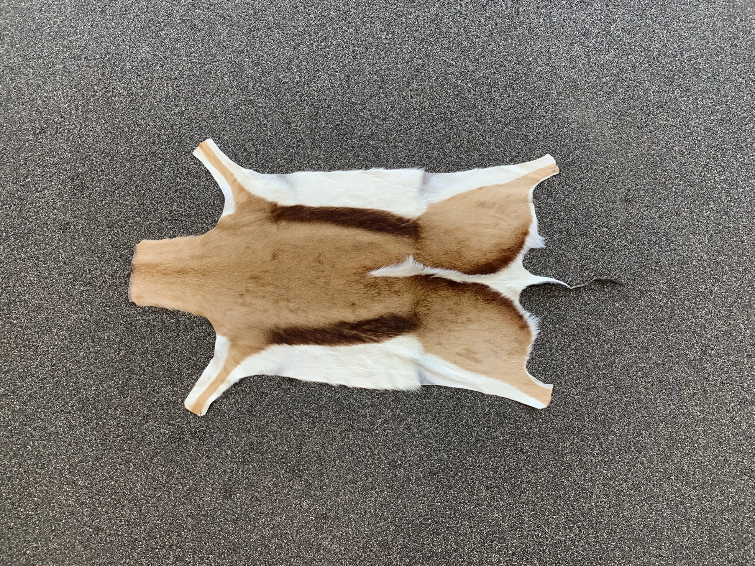 Springbok huid - Afbeelding 4