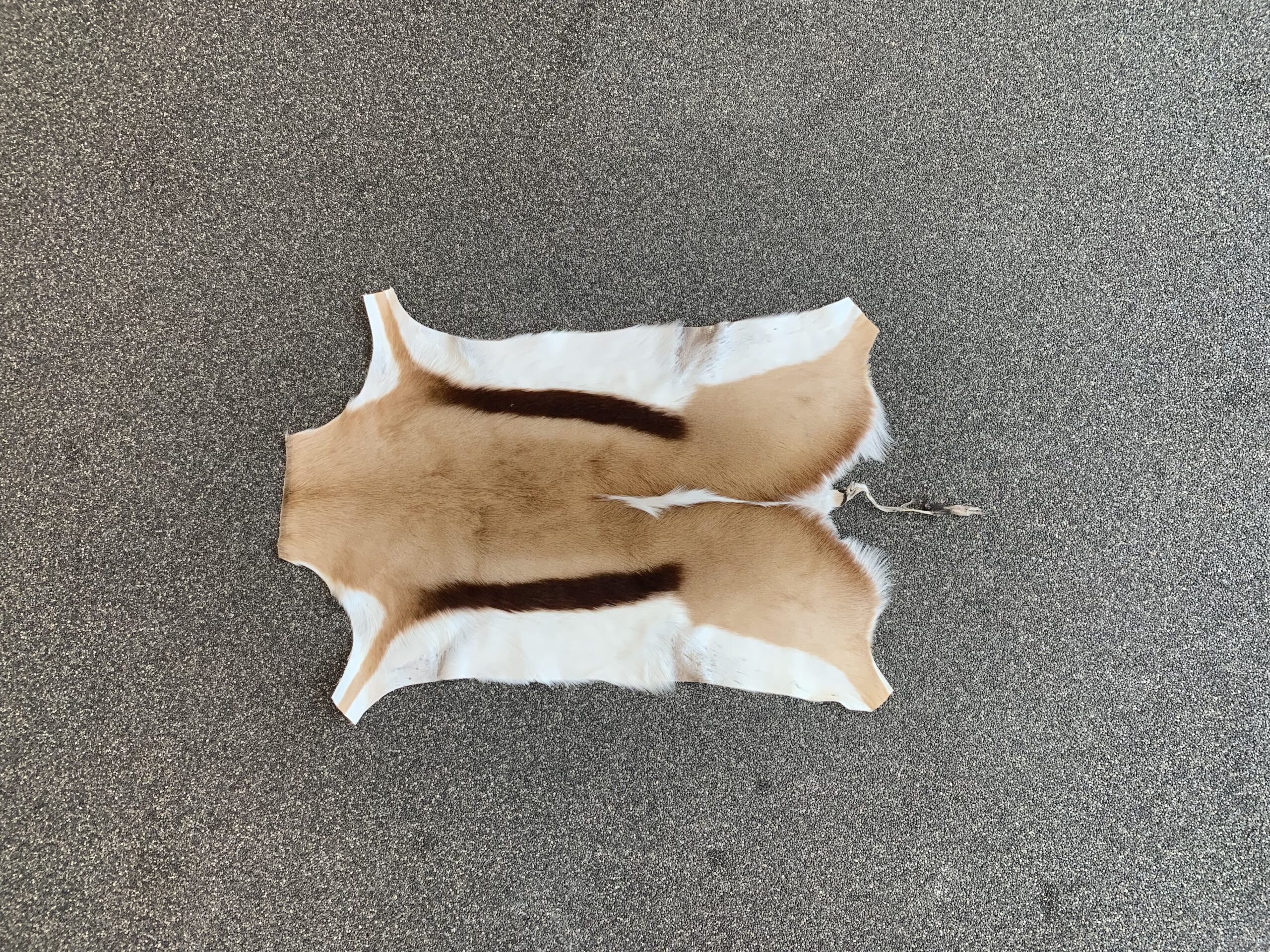 Springbok huid - Afbeelding 3