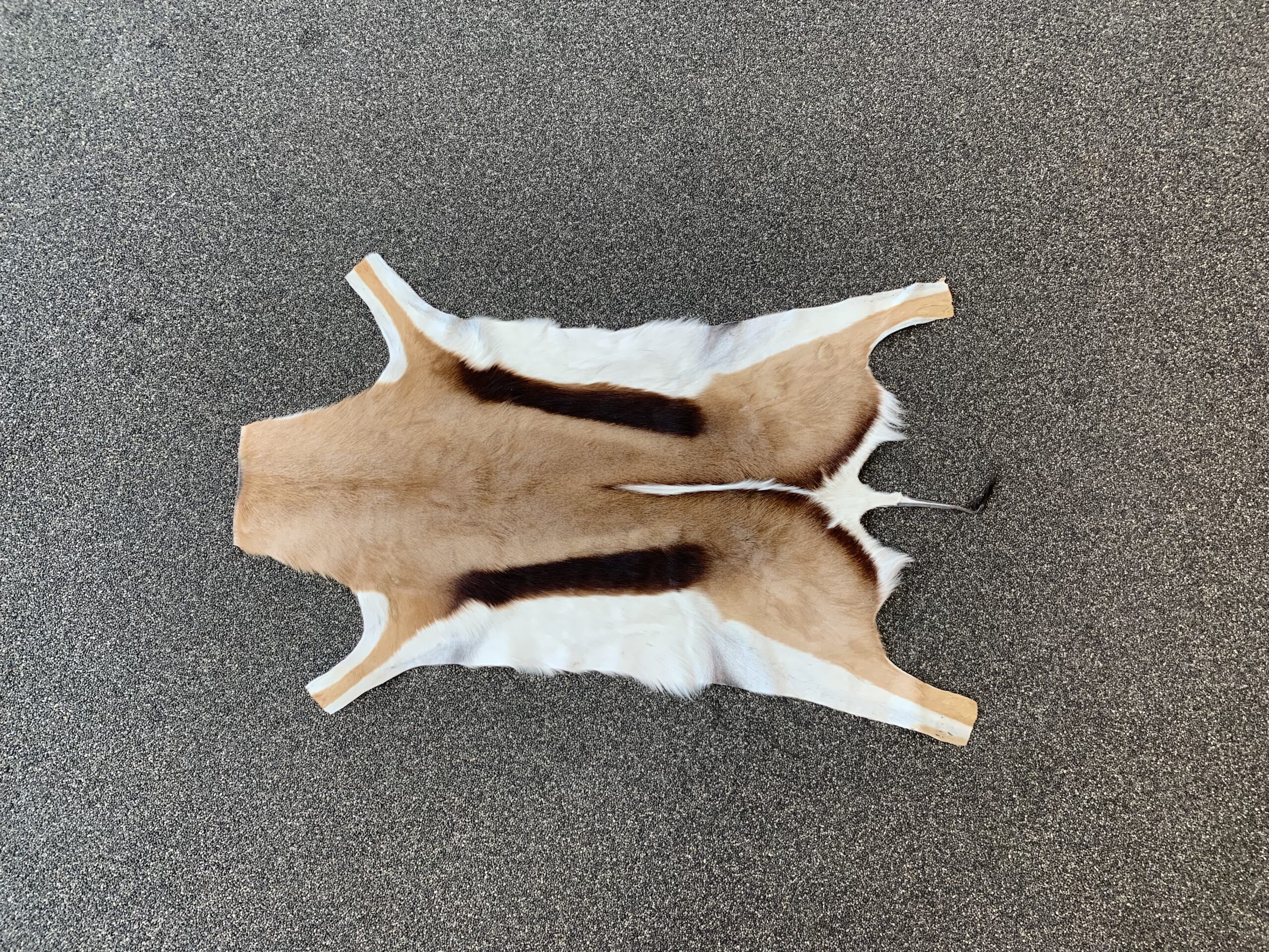 Springbok huid - Afbeelding 2