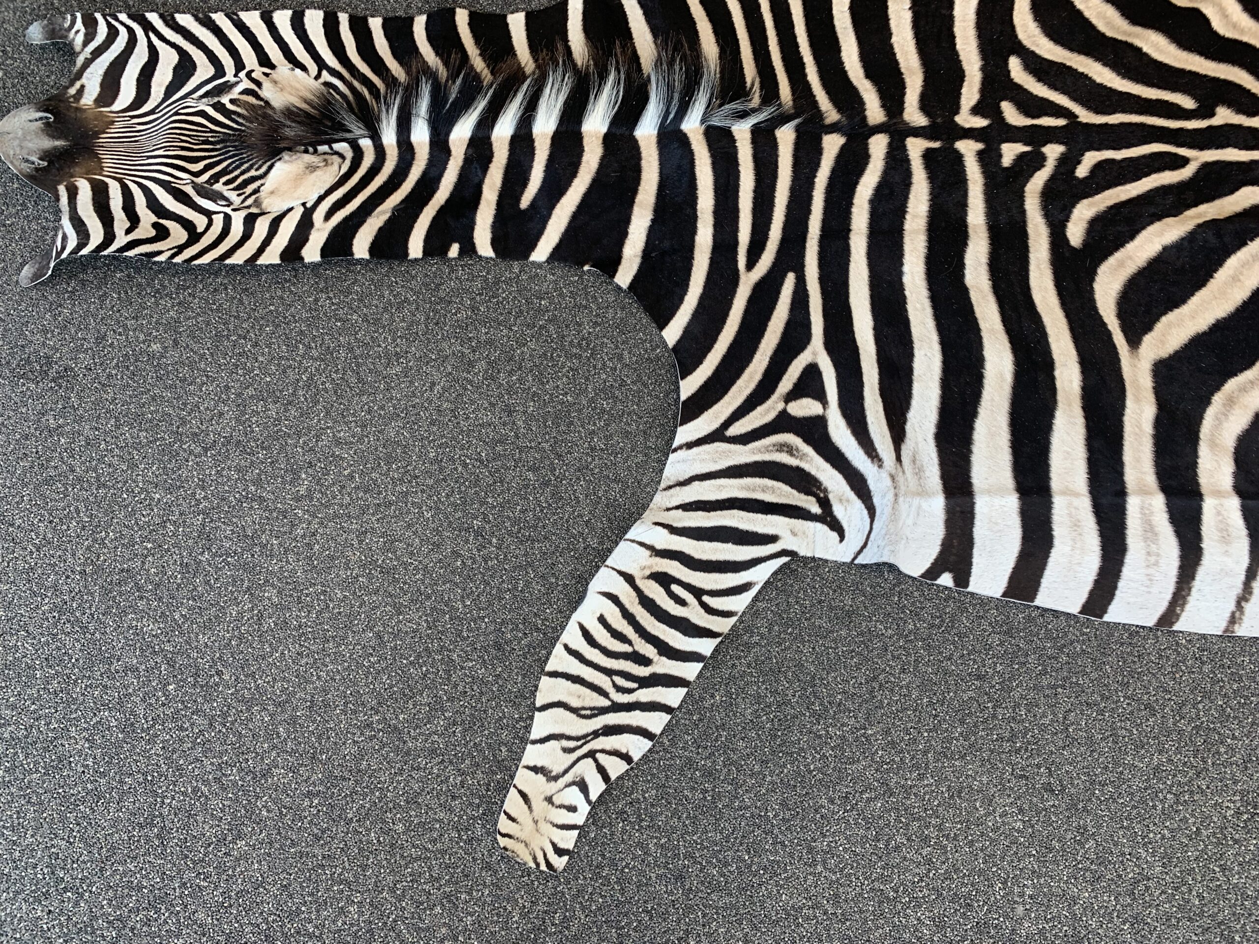 Zebra huid - Afbeelding 7