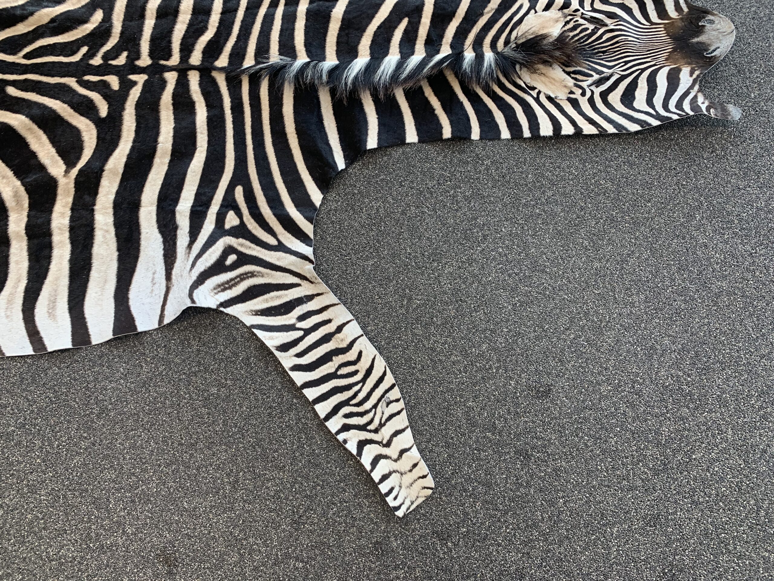 Zebra huid - Afbeelding 4