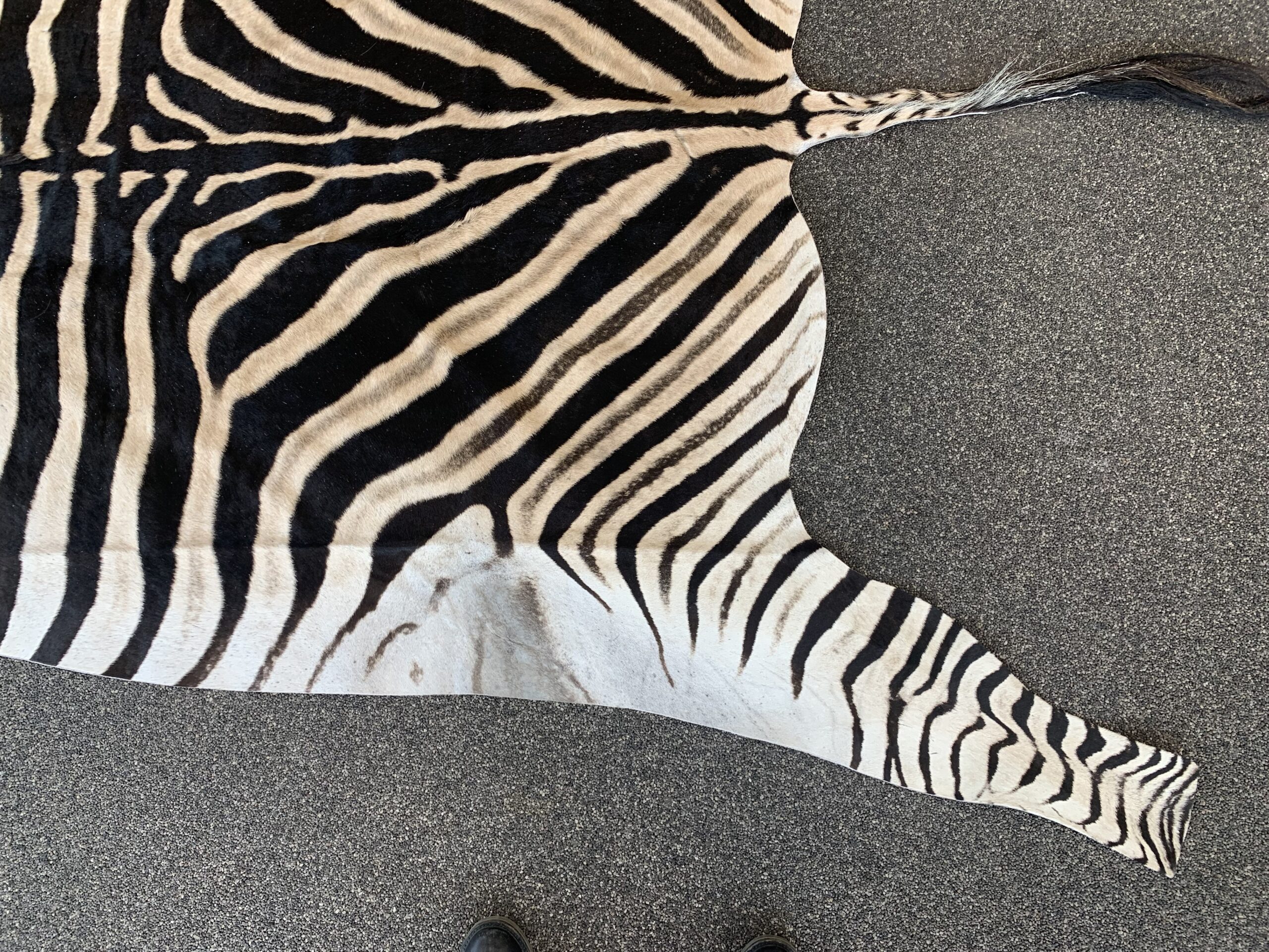 Zebra huid - Afbeelding 6